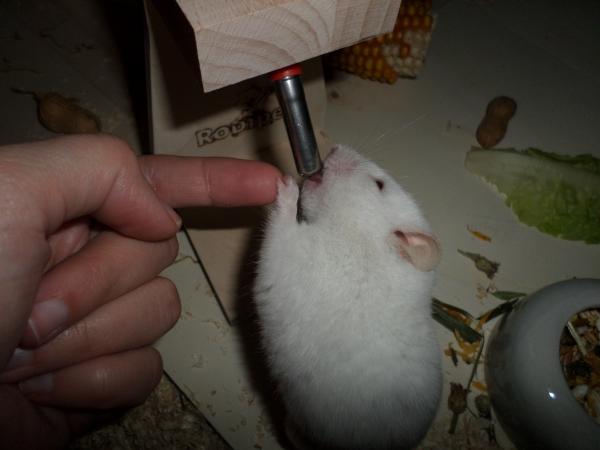 hamster 2013x2 img0275