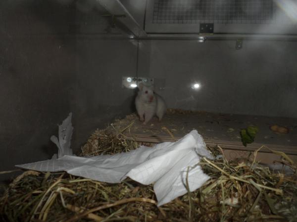 hamster 2013x2 img0289