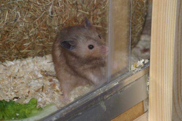 sonstiges hamster4 img0116