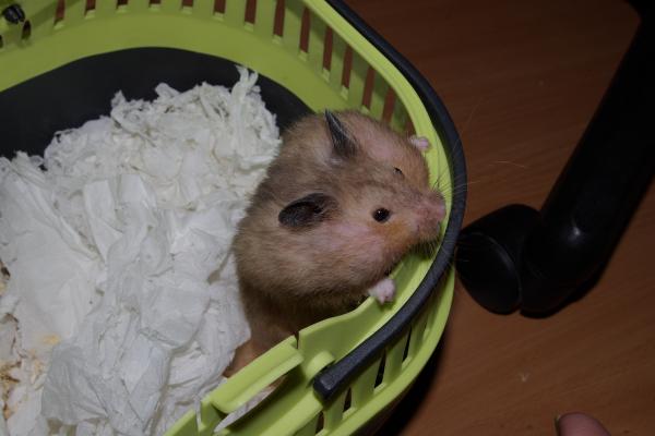sonstiges hamster5 img0041