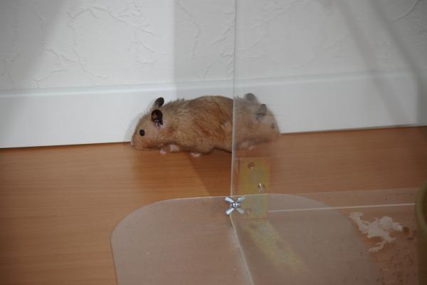 sonstiges hamster5 img0053