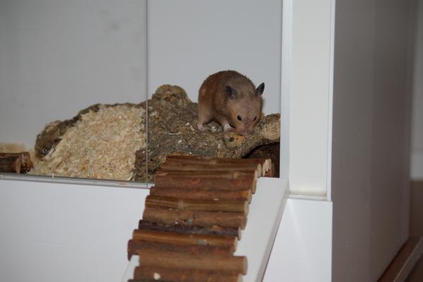 sonstiges hamster5 img0080