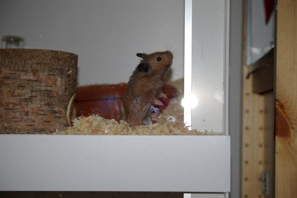 sonstiges hamster5 img0096