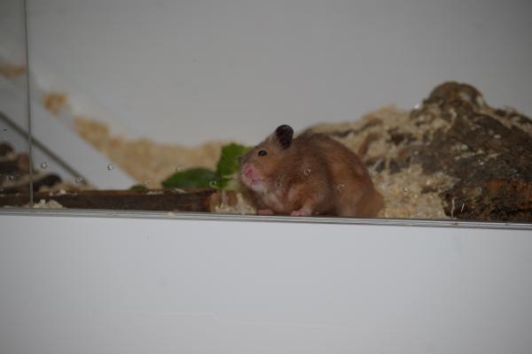 sonstiges hamster5 img0098