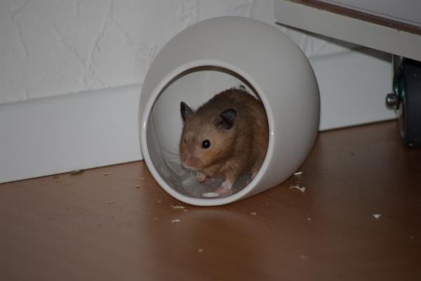 sonstiges hamster5 img0110