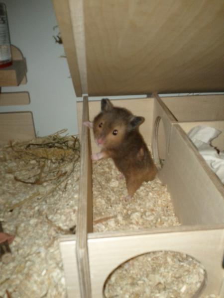 sonstiges hamster img0015