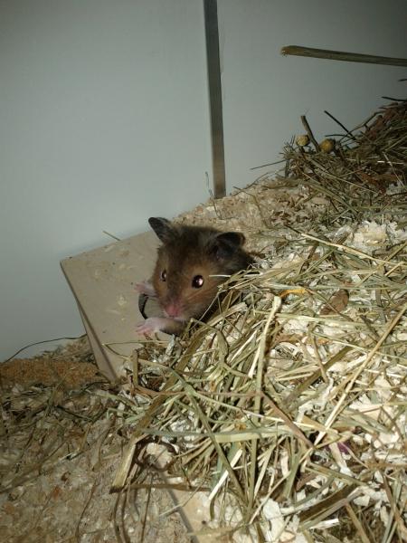 sonstiges hamster img0018
