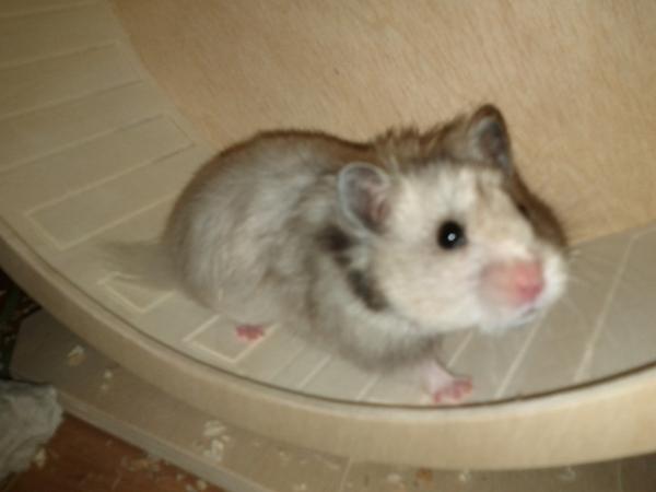 sonstiges hamster2 img0003