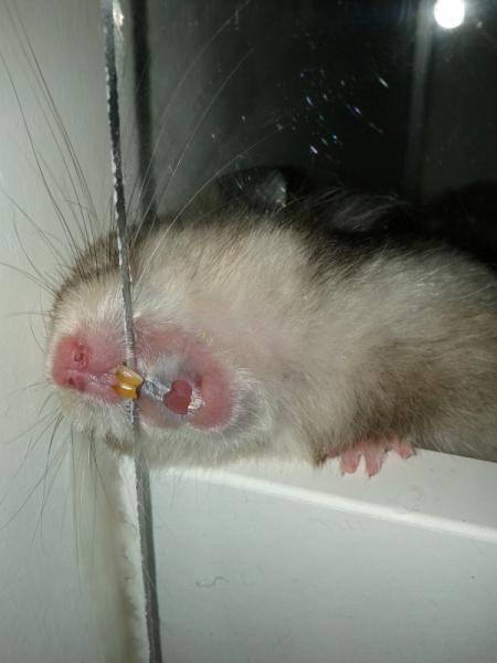 sonstiges hamster3 img0011