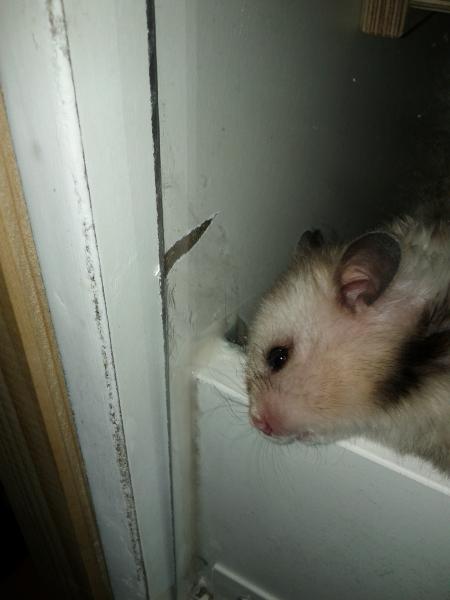 sonstiges hamster3 img0012