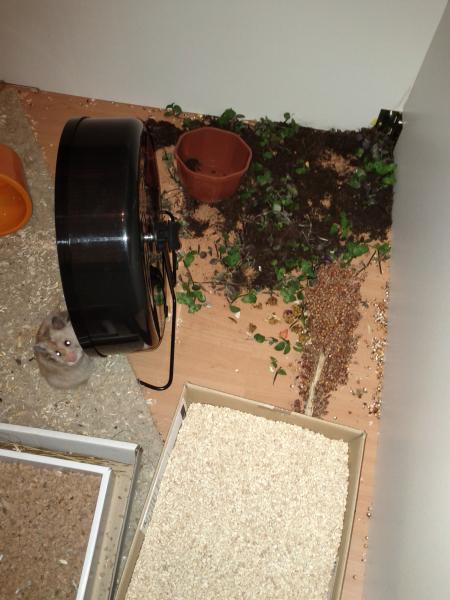sonstiges hamster3 img0076