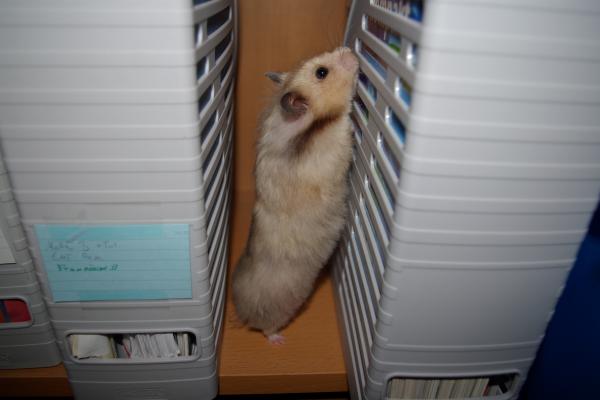 sonstiges hamster3 img0108