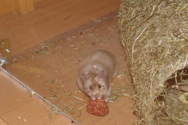 sonstiges hamster3 img0145