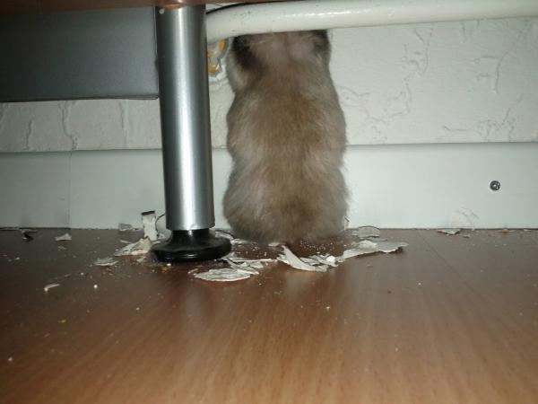 sonstiges hamster4 img0003