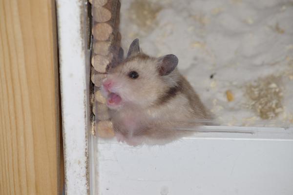 sonstiges hamster4 img0115