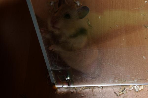 sonstiges hamster4 img0124