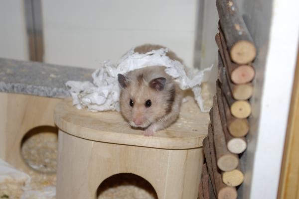 sonstiges hamster4 img0126