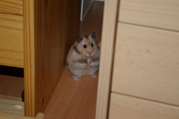 sonstiges hamster5 img0147