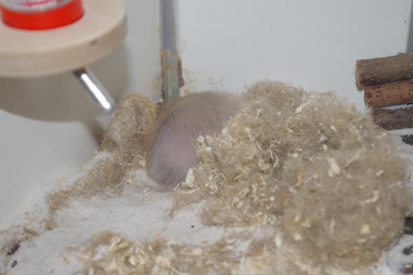 sonstiges hamster5 img0330