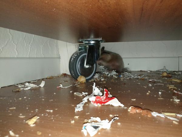 sonstiges hamster5 img0339