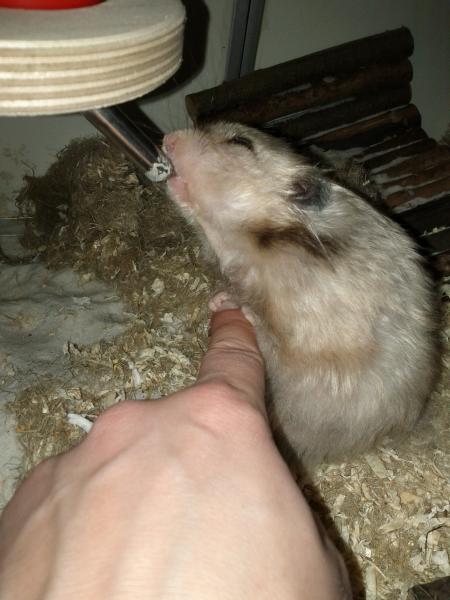 sonstiges hamster5 img0424