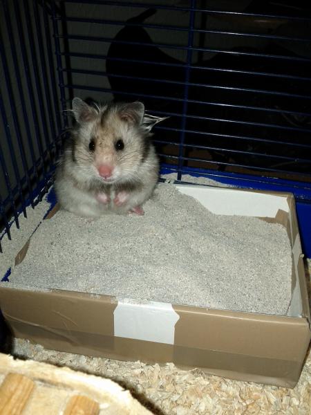 sonstiges hamster img0025