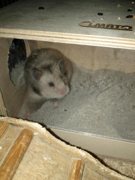 sonstiges hamster img0028