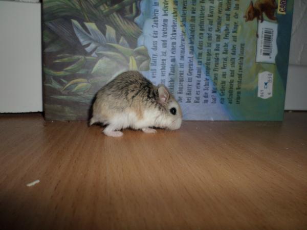 hamster 2013x2 img0079