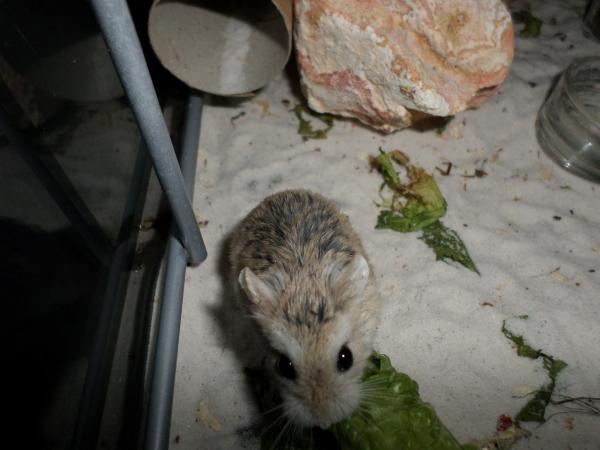 hamster 2013x2 img0100
