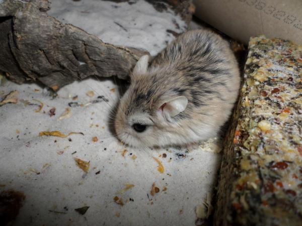 hamster 2013x2 img0119