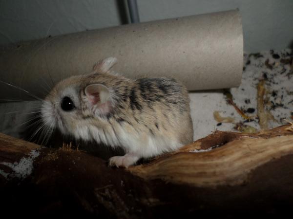 hamster 2013x2 img0187
