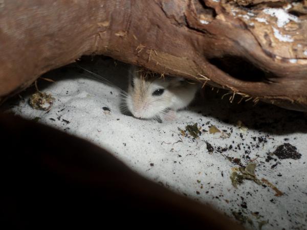 hamster 2013x2 img0239