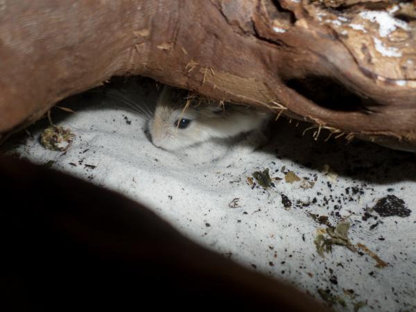 hamster 2013x2 img0240