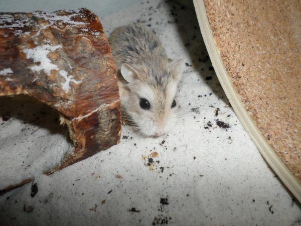 hamster 2013x2 img0245
