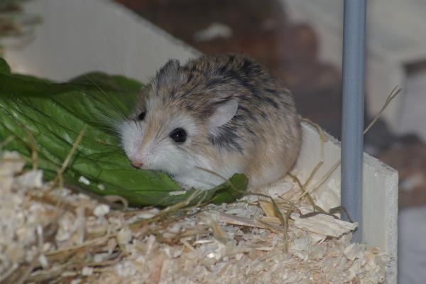 sonstiges hamster4 img0076