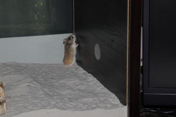 sonstiges hamster4 img0096