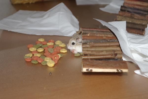 sonstiges hamster5 img0245