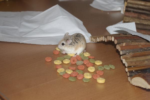 sonstiges hamster5 img0249