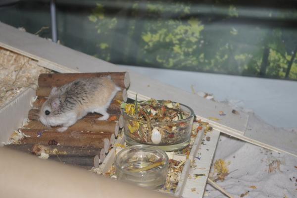 sonstiges hamster5 img0258