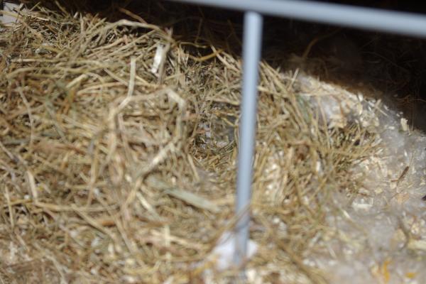 sonstiges hamster5 img0261