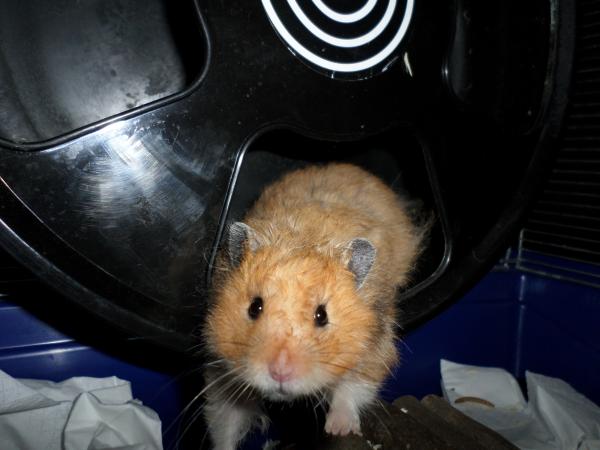 hamster 2013 img0220