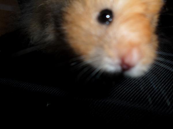 hamster 2013x2 img0236