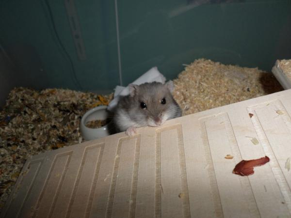 hamster 2013 img0125