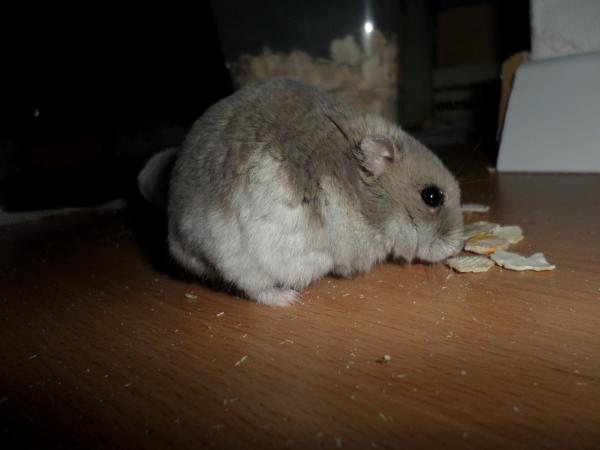 hamster 2013x2 img0247