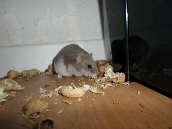 hamster 2013x2 img0253
