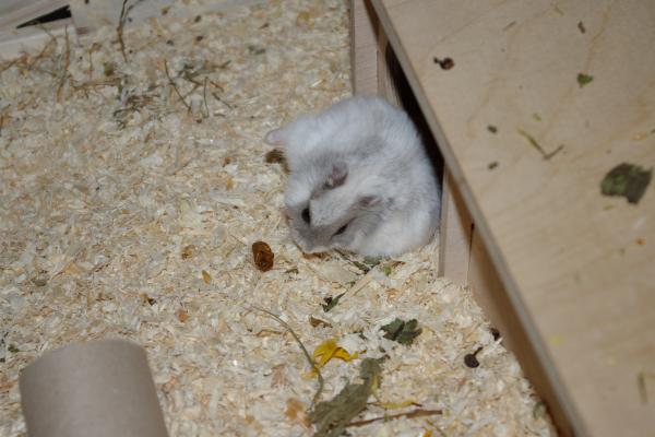 sonstiges hamster5 img0388