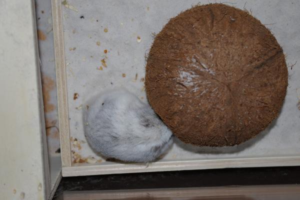 sonstiges hamster5 img0390