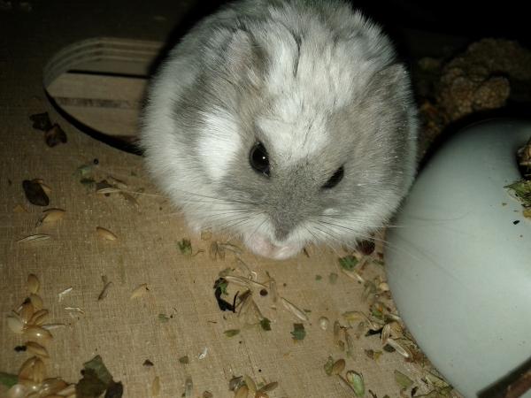 sonstiges hamster5 img0397