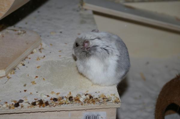 sonstiges hamster5 img0406