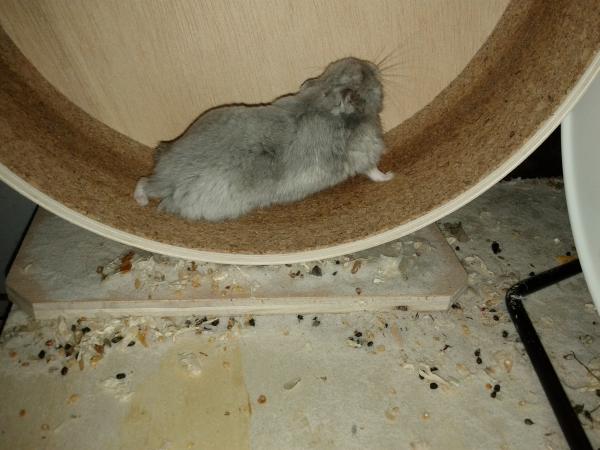 sonstiges hamster5 img0493